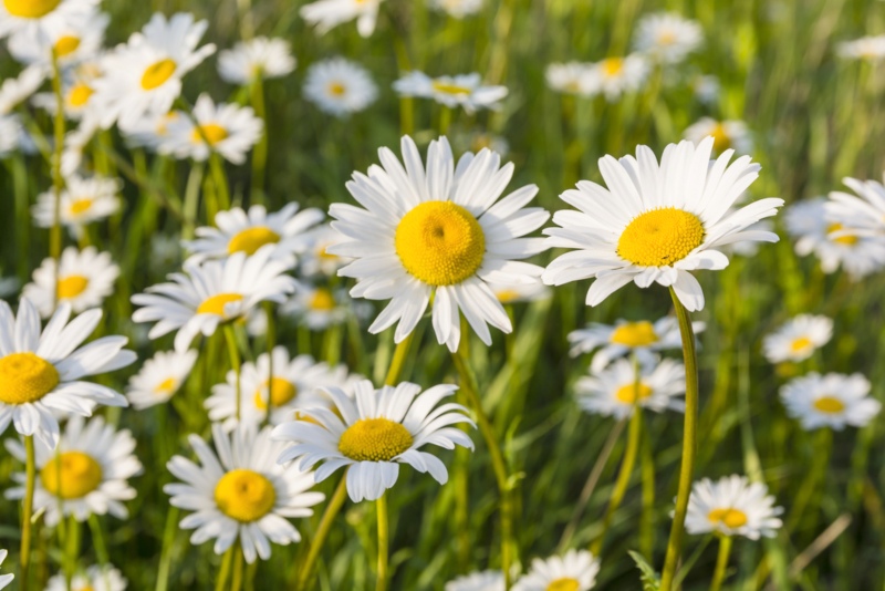 Ox-Eye Daisy