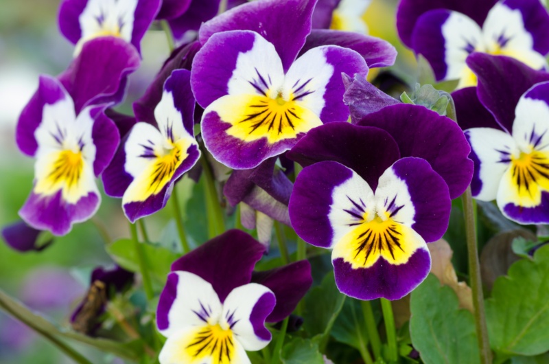 Pansies