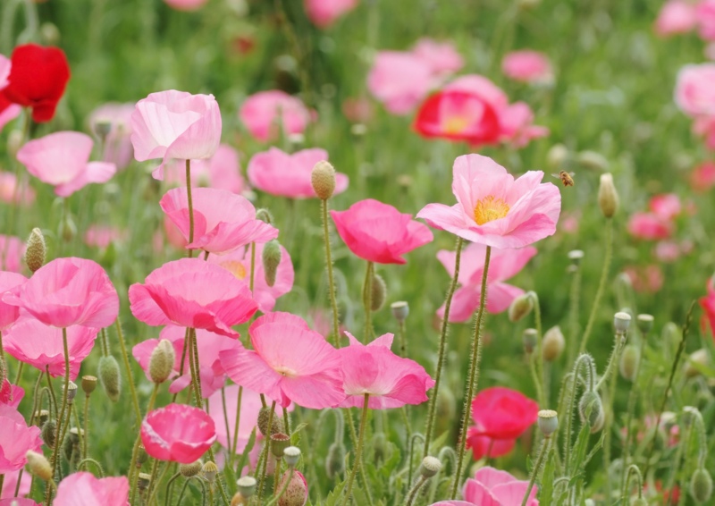 Papaver Orientale Turkish Delight