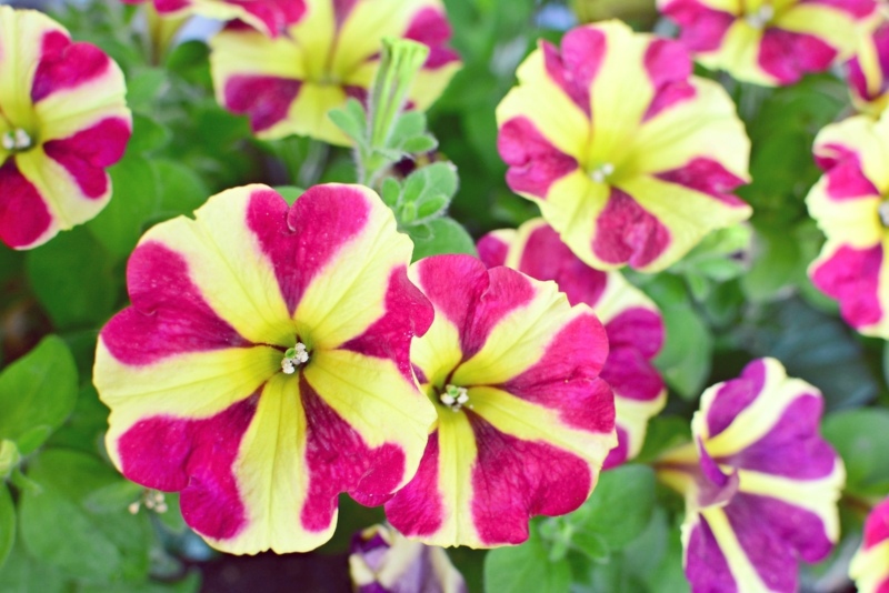 Petunia Easy Wave Burgundy Star