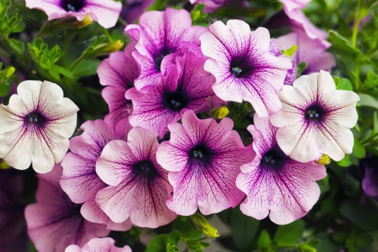 how do you take care of mini petunias