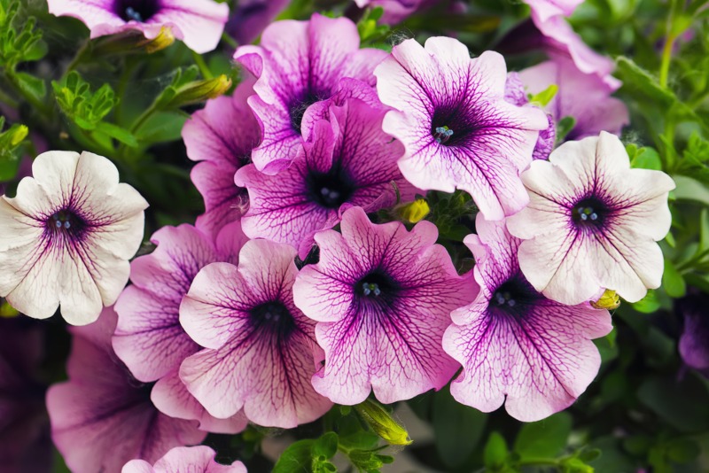 Petunias