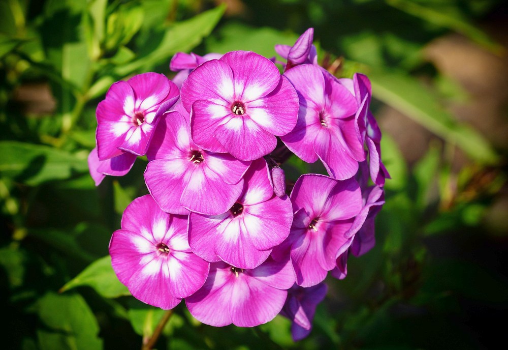 Phlox Paniculata