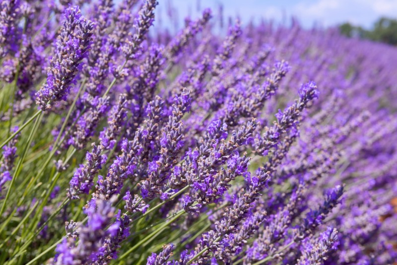 Portuguese Lavender