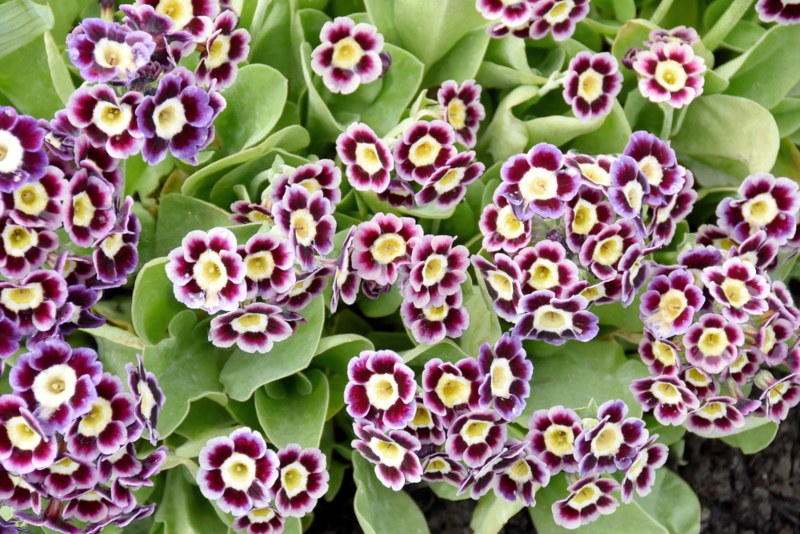 Primula Auricula