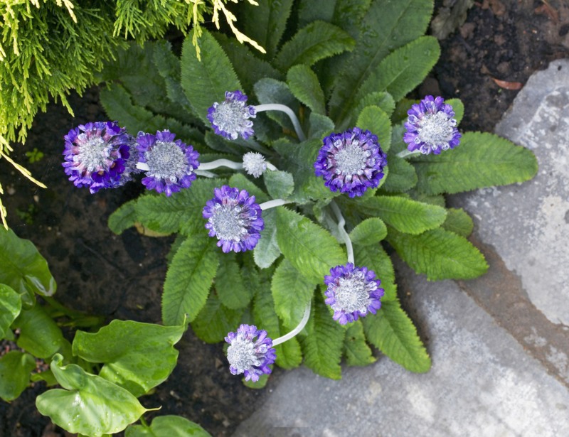 Primula Capitata