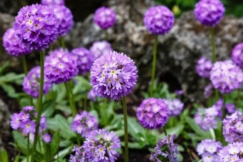 Primula Denticulata