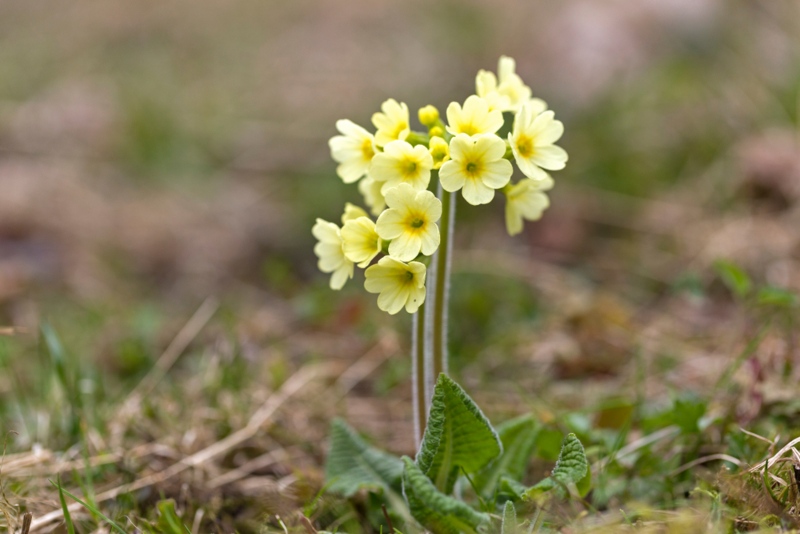 Primula Elatior