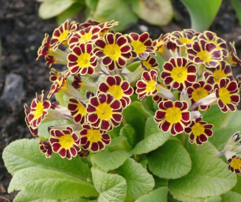 17 Different Types of Primrose Plants Garden Lovers Club