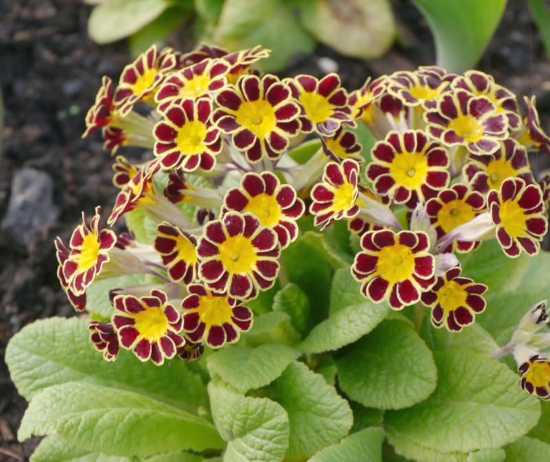 Primula Gold-Laced