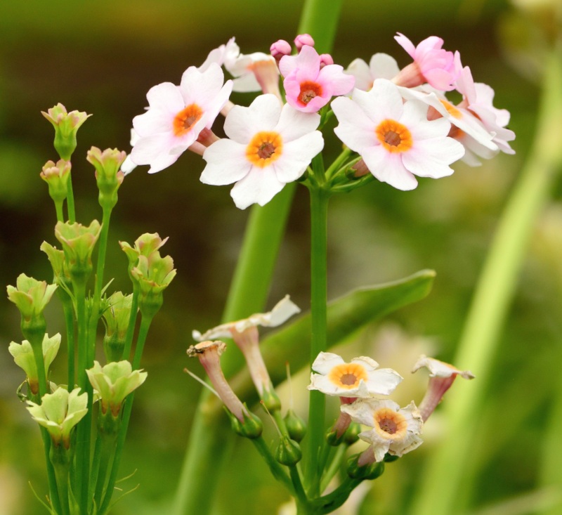 Primula Japonica Apple Blossom