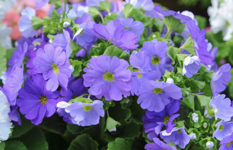 Primula Marginata