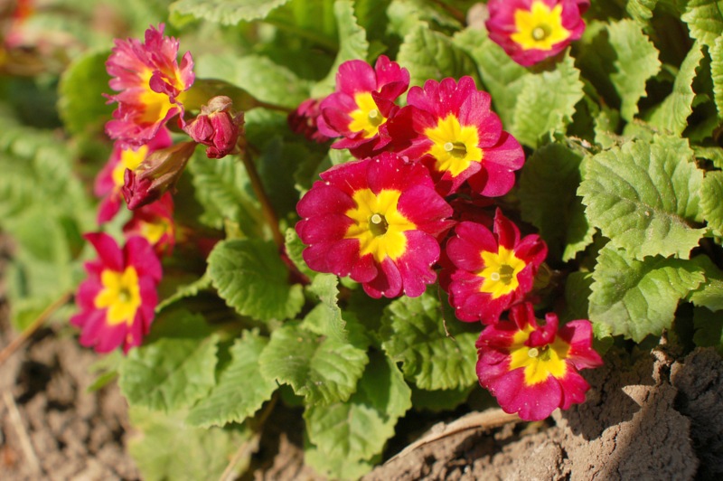 Primula Polyanthus