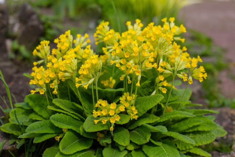 Primula Veris