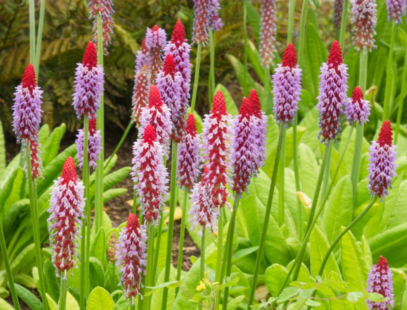 Primula Vialii