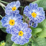 Primula Zebra Blue