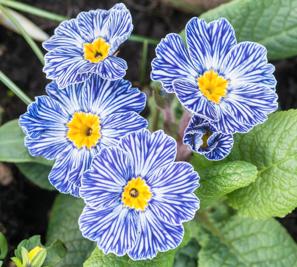 Primula Zebra Blue