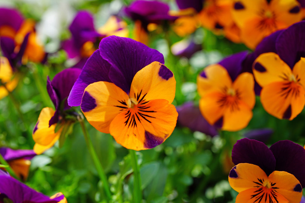 Purple with Orange Pansy