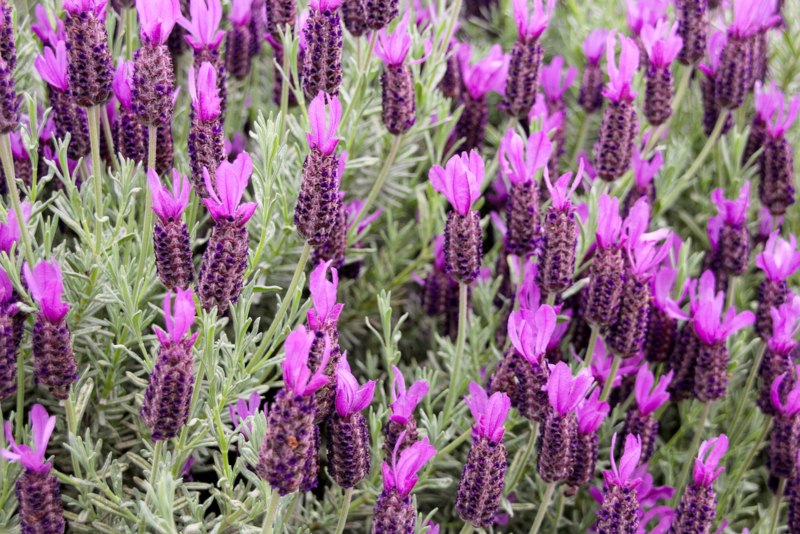 Anouk French Lavender