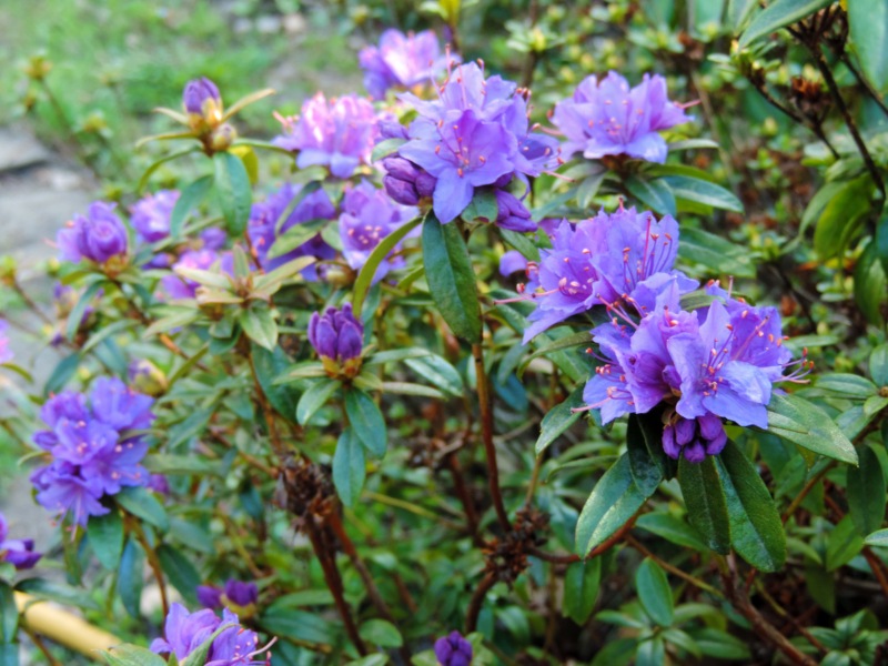 Rhododendron 'Blue Tit'