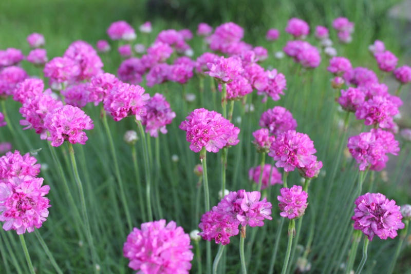 Sea Thrift