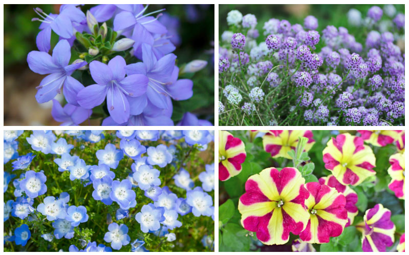 18 Annual Plants that Grow in Partial Shade