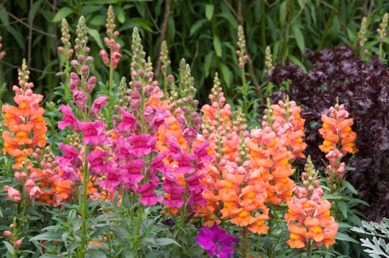 Snapdragons