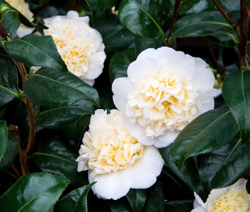 The 20 most sought after types of camellia plants with attractive beauty