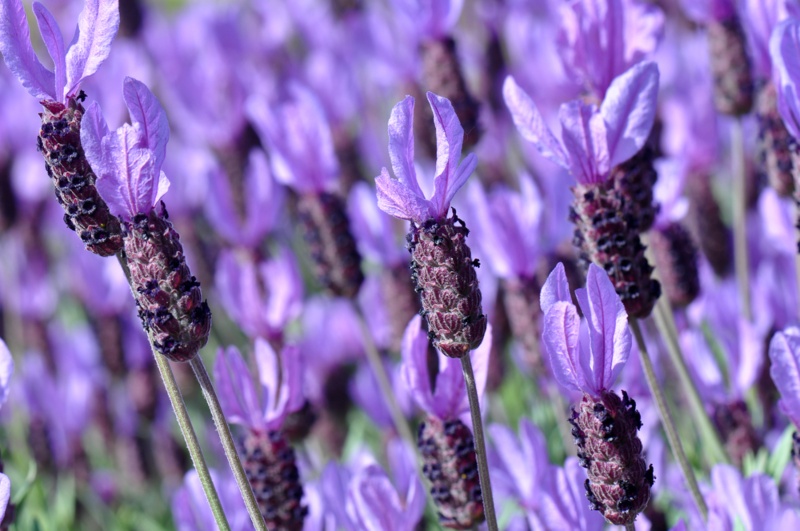 Spanish Lavender