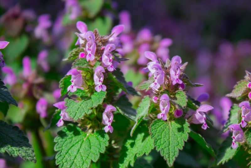 Spotted Dead Nettle