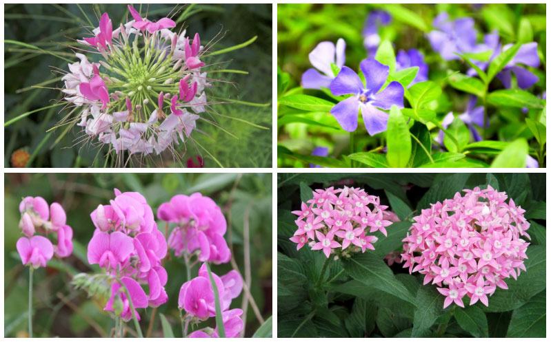 17 Full Sun Annuals that Bloom All Summer