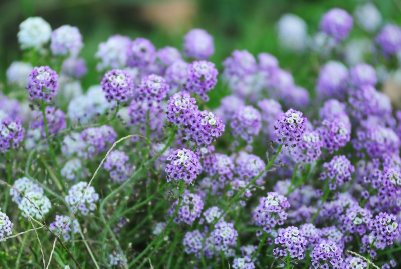 Sweet Alyssum Flowers