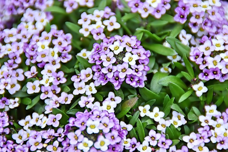 Sweet Alyssum