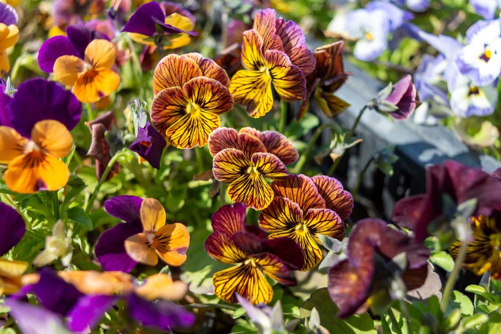 Tiger Eye Red pansy