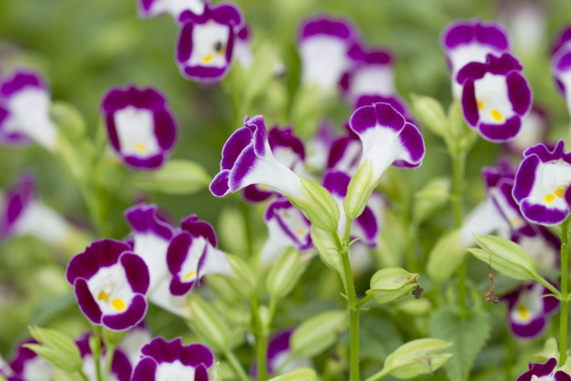 Torenia Summer Wave