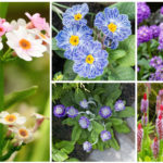 Types of Primrose