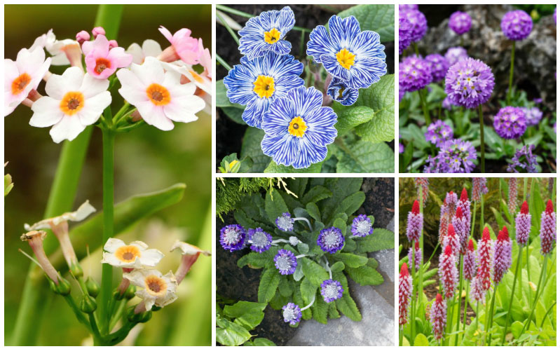 Types of Primrose