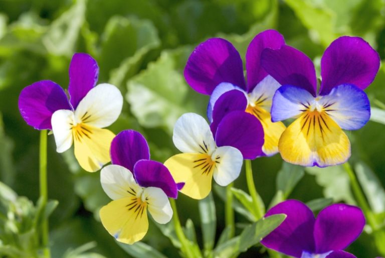 18 Annual Plants that Grow in Partial Shade Garden Lovers Club