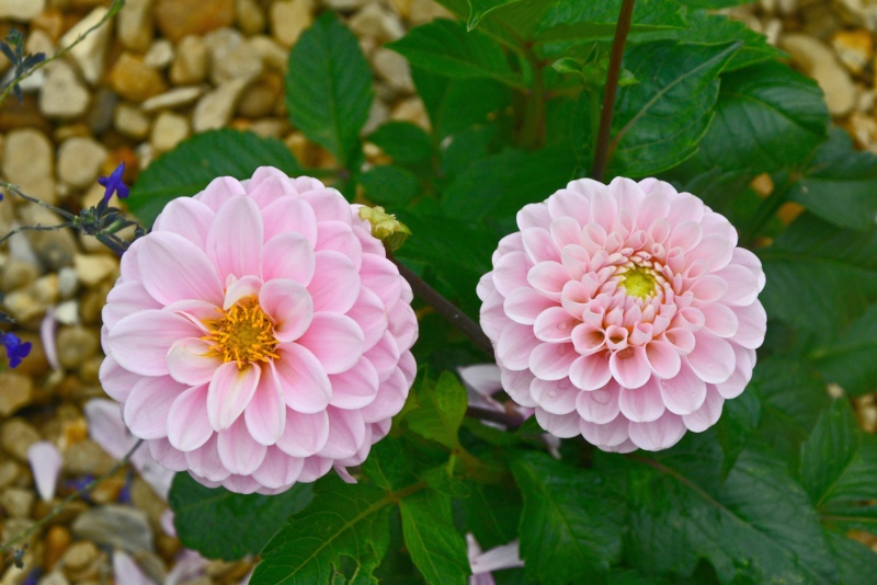 Wizard of Oz Dahlias