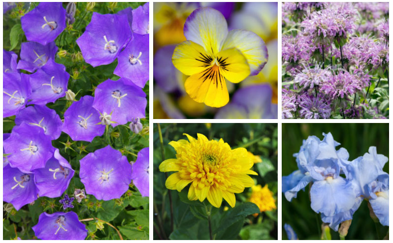 15 Perennials that Grow in Zone 6