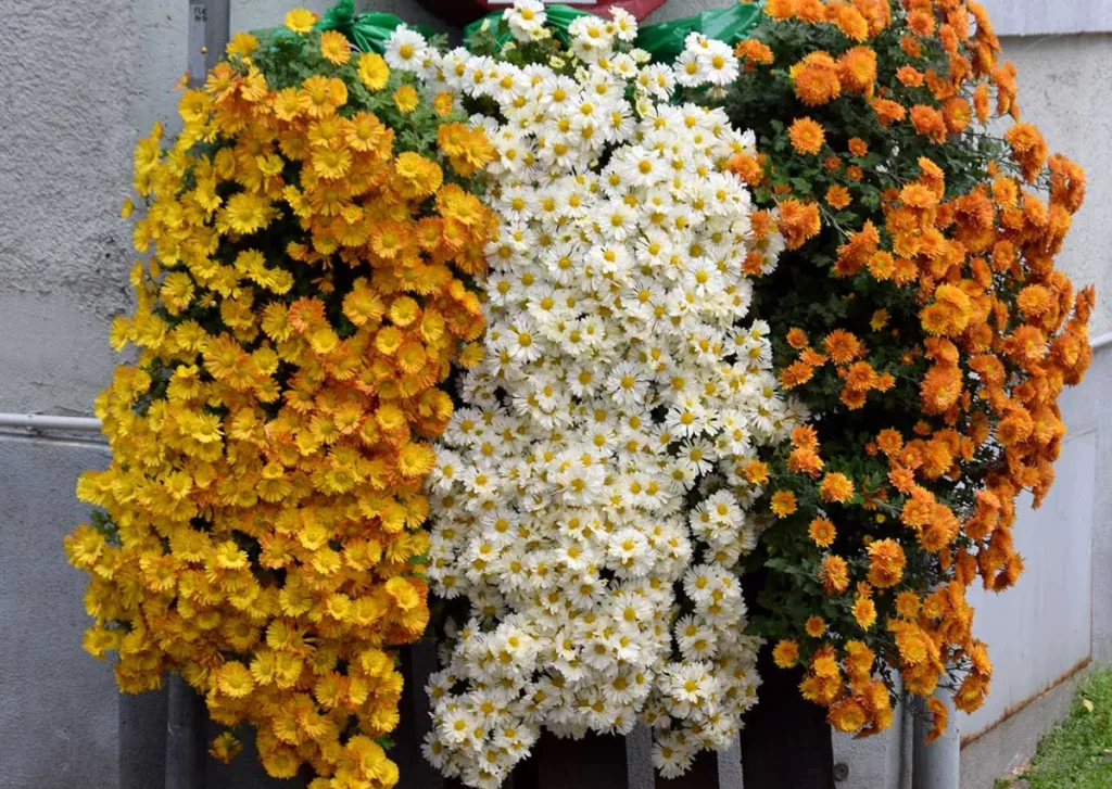 fall window box filled with Mums