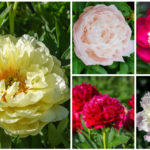 peonies collage