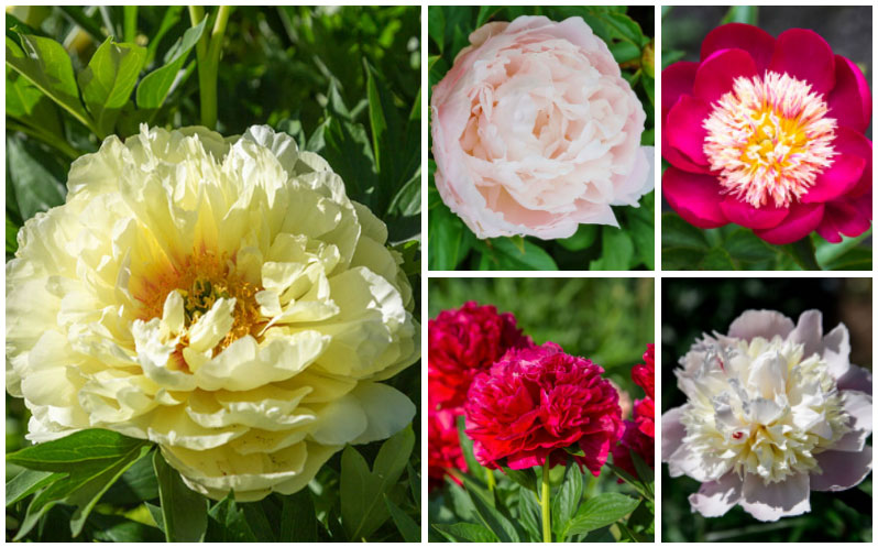 peonies collage