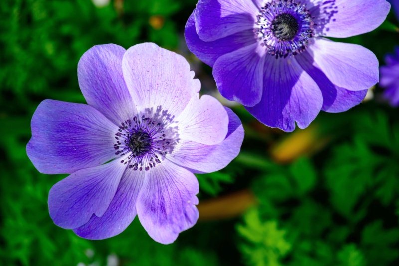 Anemone