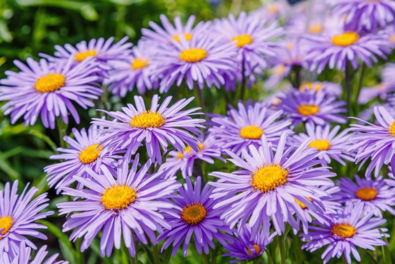 Aster