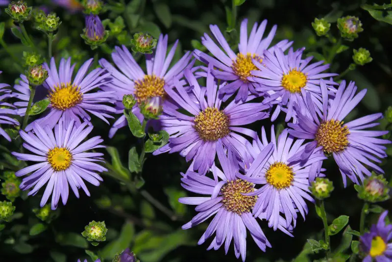 Aster