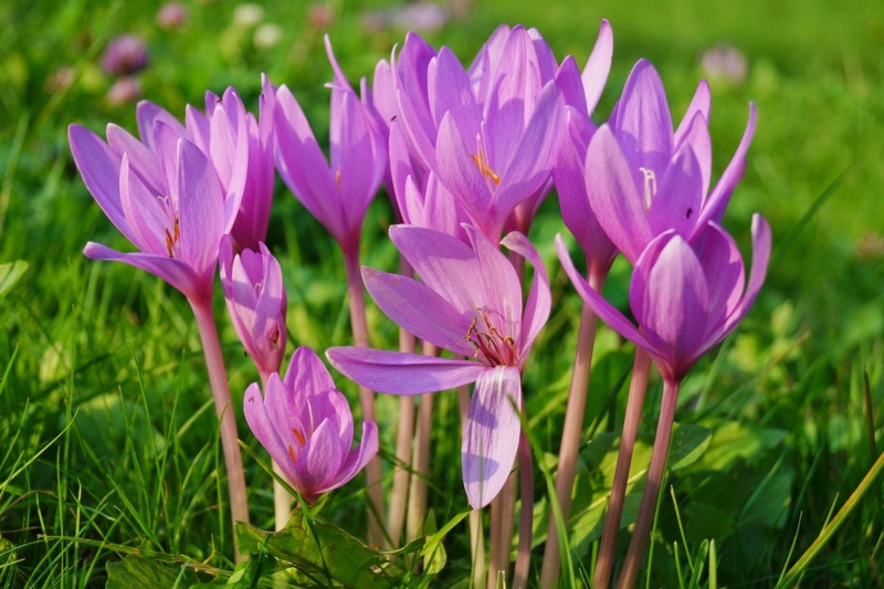 Autumn Crocus