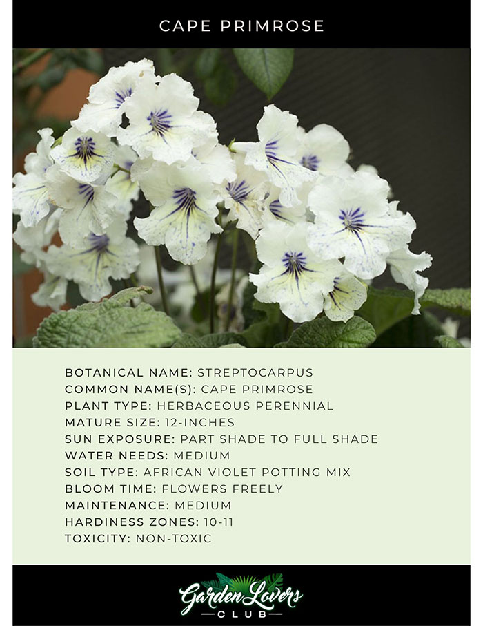 Cape Primrose Plant Care Card