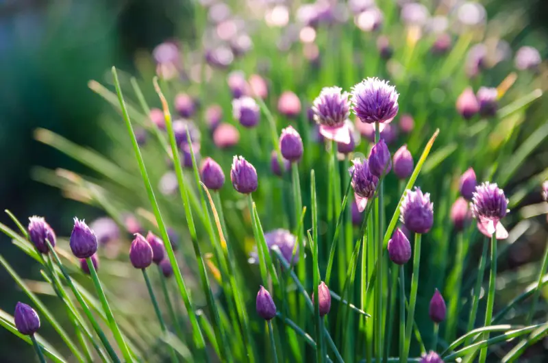 Chives – Perennial