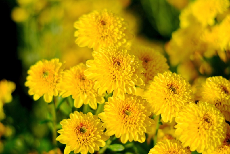 Chrysanthemum